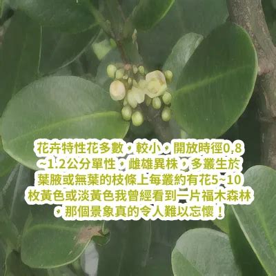 福木種植